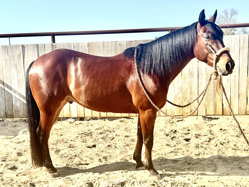 Bet Hesa Hickory