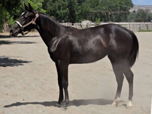 Black BoonArisin