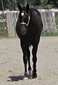 Black BoonArisin