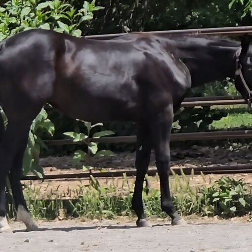 Black BoonArisin