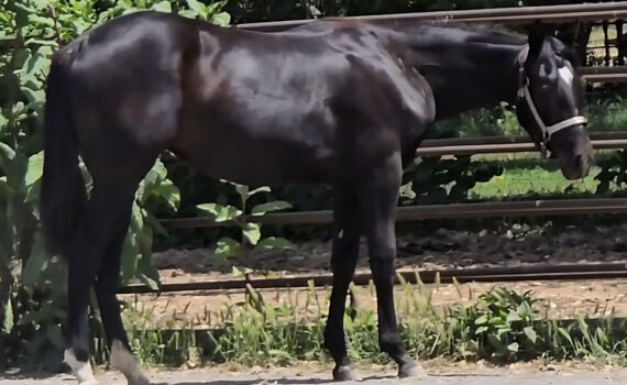 Black BoonArisin