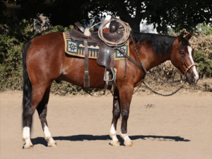 real smooth cowboy