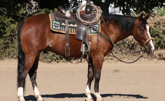 real smooth cowboy