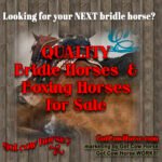 bridle horse for sale