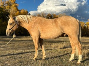 Sweet Rugged Solano