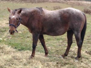 Shirley Question Mark