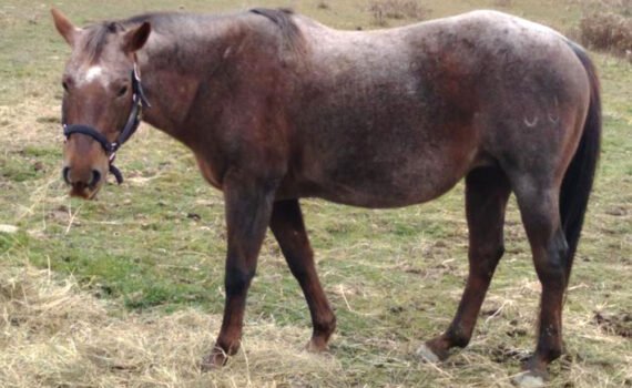 Shirley Question Mark