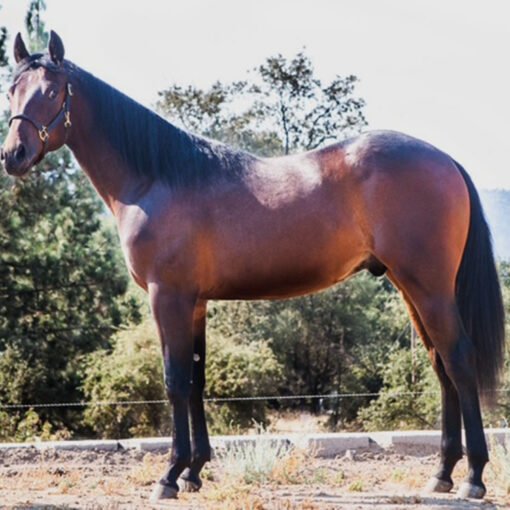 Nevada Sparks A Dual