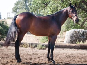 Nevada Sparks A Dual