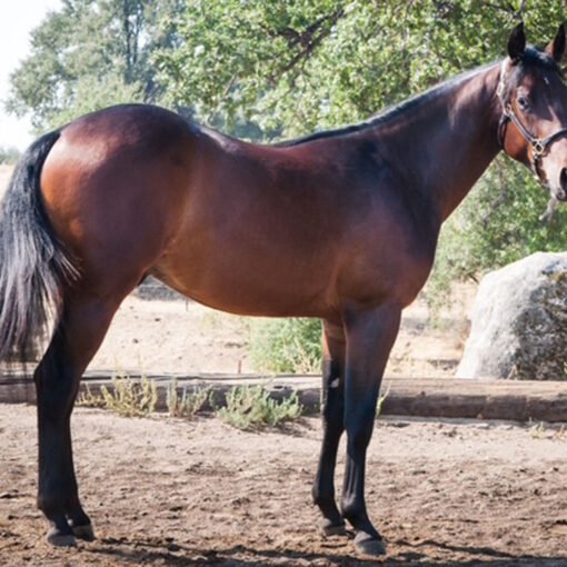 Nevada Sparks A Dual