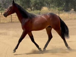 Nevada Sparks A Dual