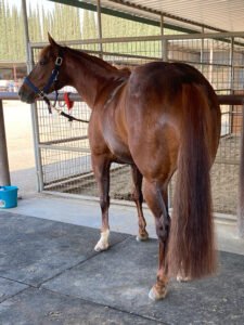 Betz Shesa Starlight