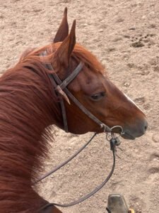 Betz Shesa Starlight