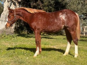 Wolfs Flashy Scooter