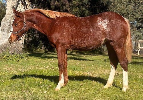 Wolfs Flashy Scooter