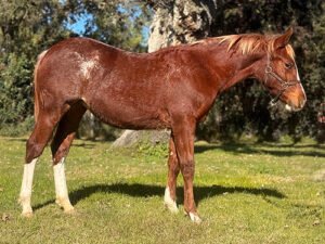 Wolfs Flashy Scooter