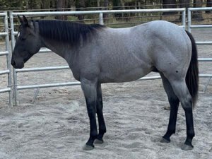 LR Miss Blue Berry