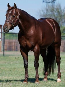 Texas Reynger