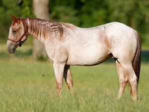 Bettin On Cowtown