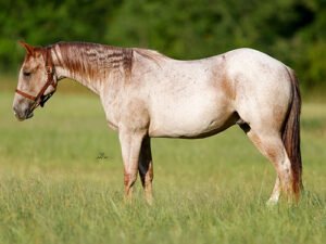 Bettin On Cowtown