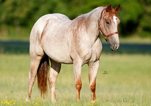 Bettin On Cowtown