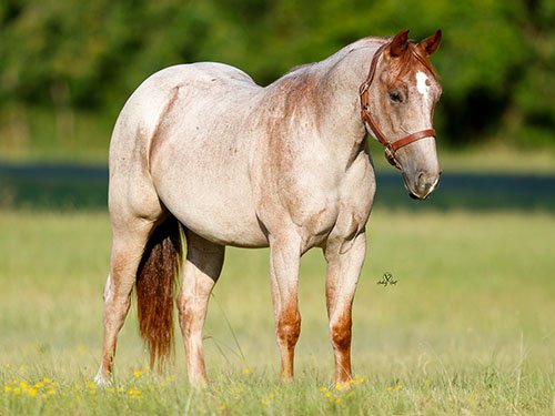 Bettin On Cowtown