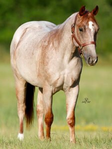 Bettin On Cowtown